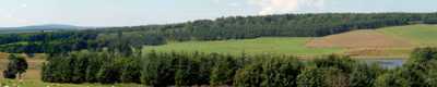 the ancient woodland of long plantation, douglas