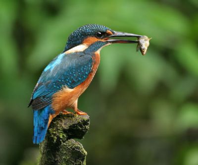 kingfisher